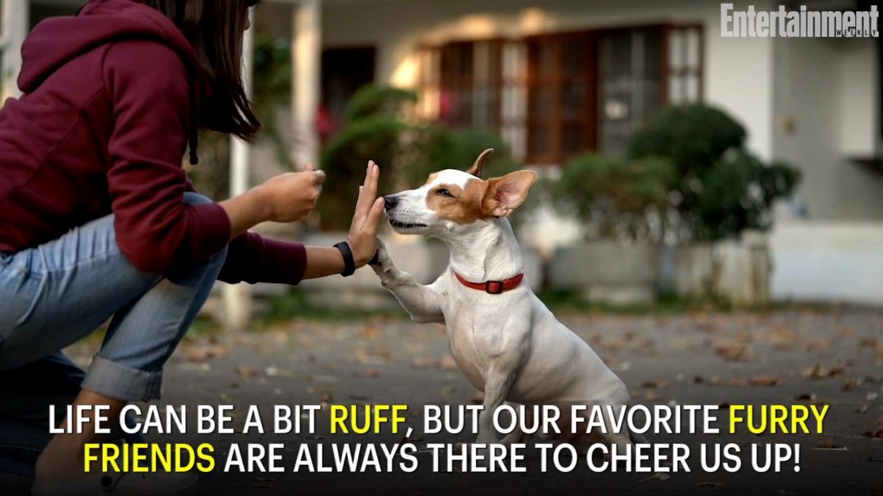 Our Favorite Onscreen Animal Sidekicks