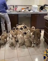 Feeding a Horde of Adorable Pugs