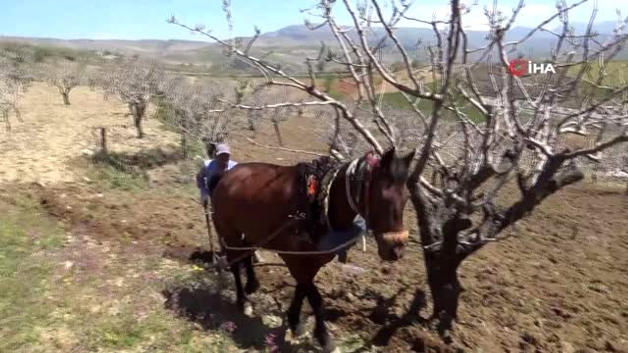 - Korona virüs bağ sahiplerini vurdu- Siirt'te bağ sahipleri, korona virüs nedeni ile çalıştıracak...