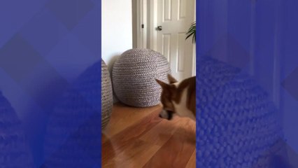 Max Goes on an Easter Egg Hunt!