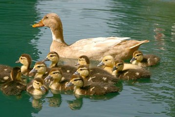 This Houston Police Officer Escorting Tiny Ducklings to Safety is Just Too Cute
