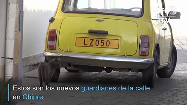 Los gatos se adueñan de las calles vacías de Chipre