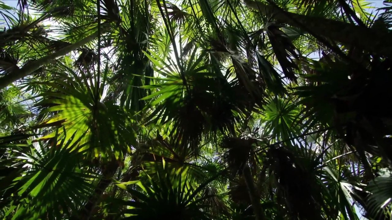 Cuba's Wild Revolution