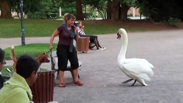 Ce pauvre chien ne fait pas le poids face à un cygne énorme... et en colère