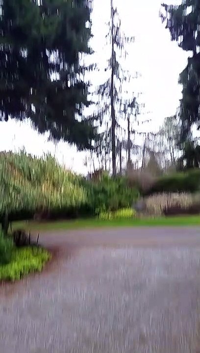 Cette araignée utilise un cailloux pour faire contre-poids et tisser sa toile