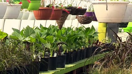 15 avril-KD-Réouverture garages et serres