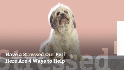 Have a Stressed Out Pet? Here Are 4 Ways to Help