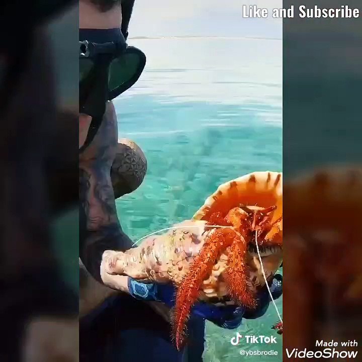 Amazing video for today #7