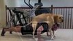 VIRAL: PERRO HACIENDO EJERCICIO EN CASA CON DUEÑO | VIRAL: DOG EXERCISING WITH OWNER AT HOME
