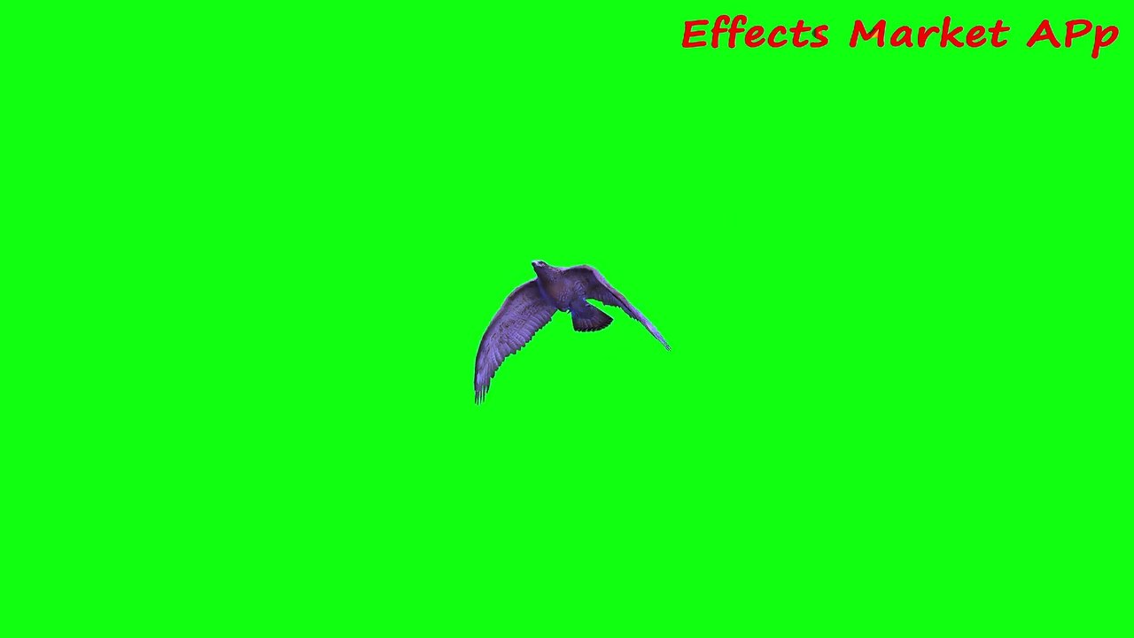 Bird4-1