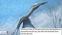 Scientists Are Using Fossils Of Pterosaurs To Help Humans Fly Better