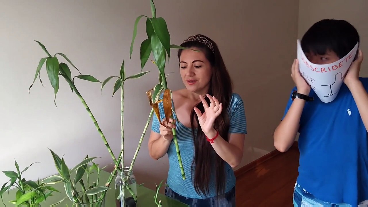 - BAMBÚ HOJAS AMARILLAS (HUERTO EN TU DEPARTAMENTO)  BAMBOO - bambou - бамбук - 竹_14QxOgWEzxM_1080p