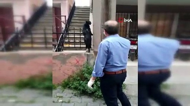 Çatıdan atlarken demir korkuluk üstüne düşen kedi kurtarıldı