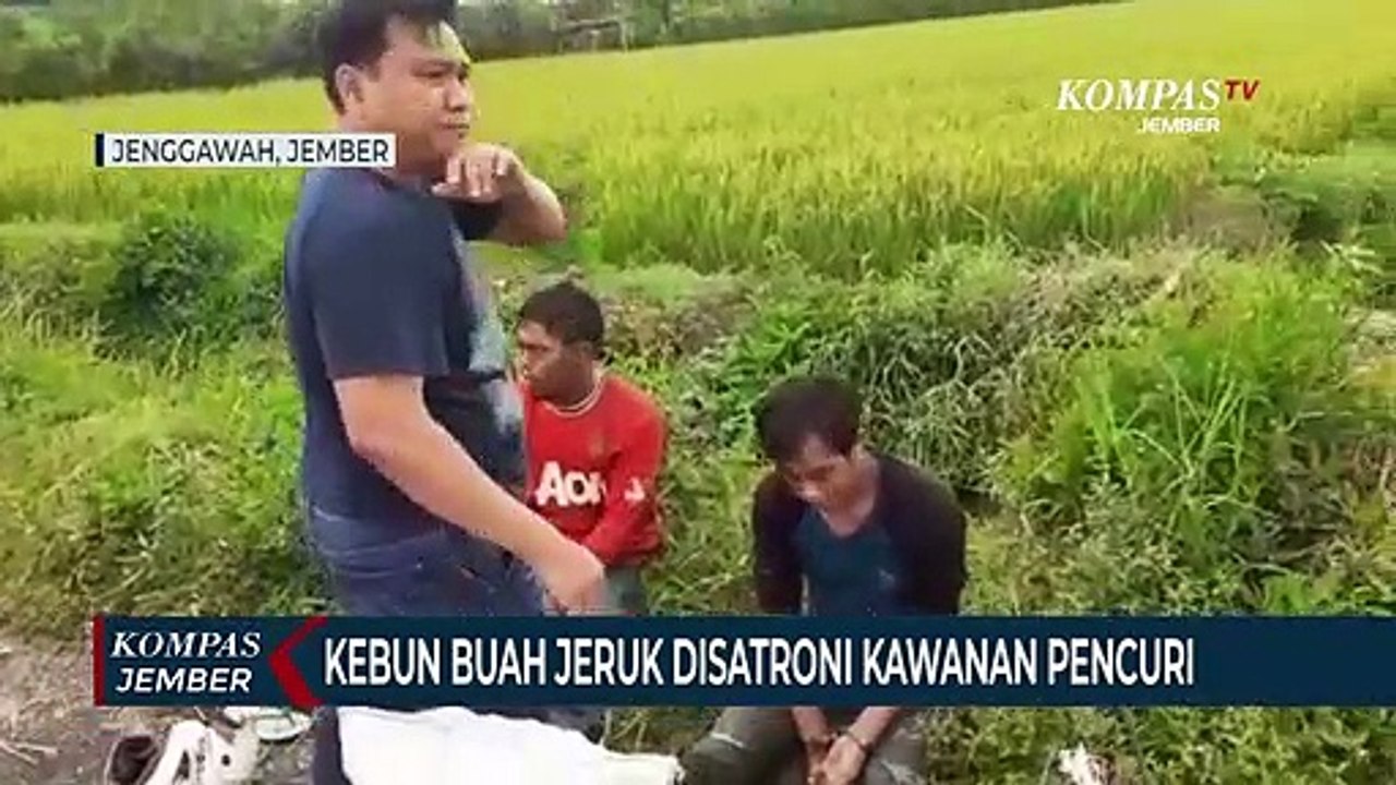 Kebun Buah Jeruk Disatroni Kawanan Pencuri