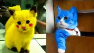 Baby Cats - Cute and Funny Cat Videos Compilation - Baby Cute Cats