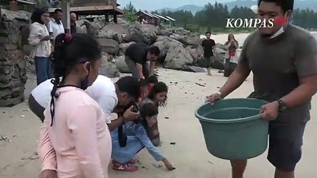 Komunitas Pecinta Satwa Lepas Liarkan Tukik