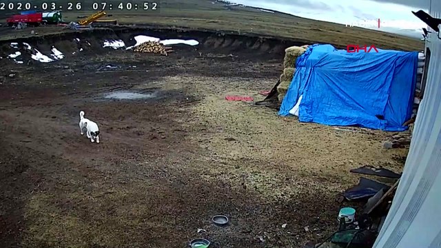 Çoban köpeklerinin kurt sürüsü ile mücadelesi kamerada