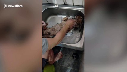 This dog loves being shampooed in the kitchen sink