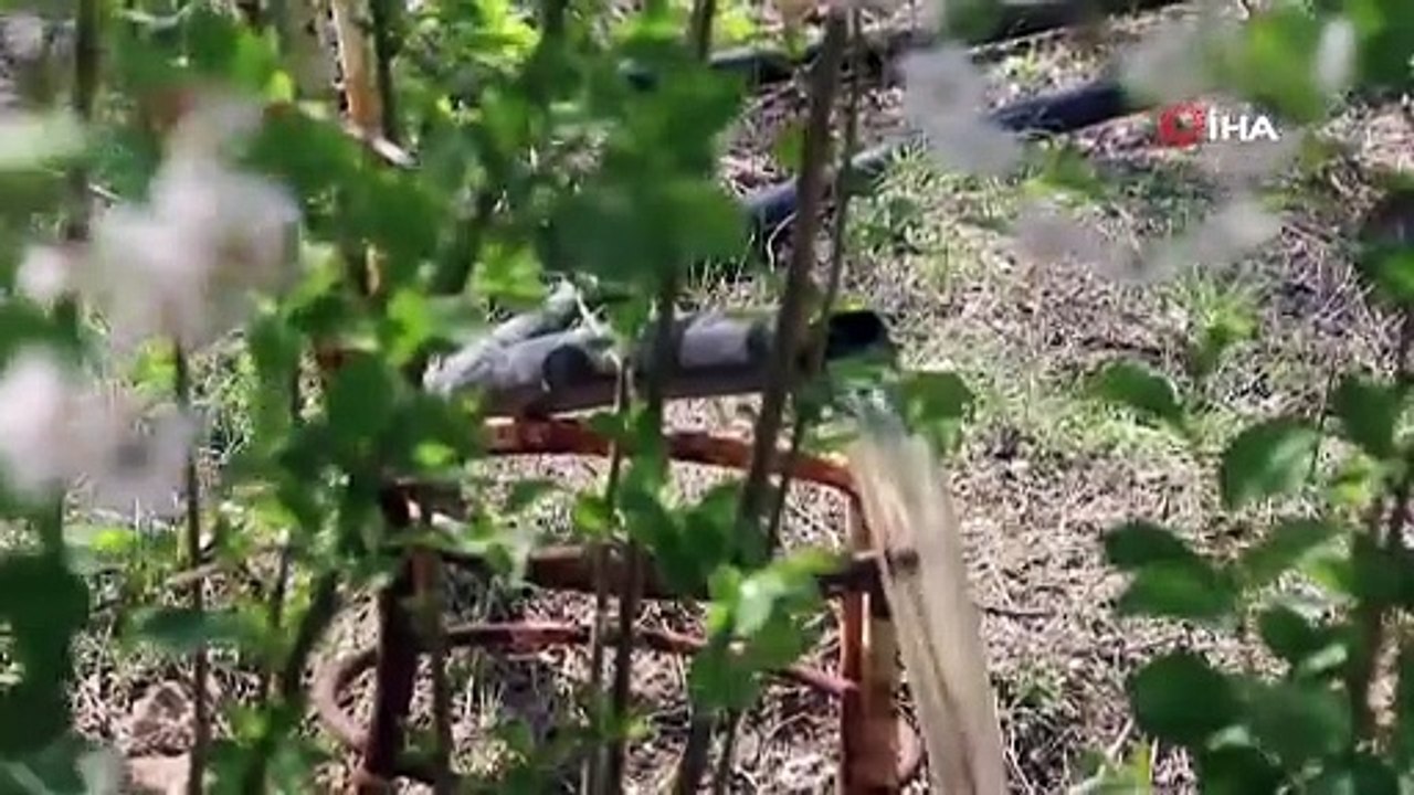 Alaşehir Belediyesi, üreticilerden aldığı 70 bin fideyi çiftçilere ücretsiz dağıtmaya başladı