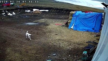 Çiftliğe gelen kurtları, çoban köpekleri kaçırdı