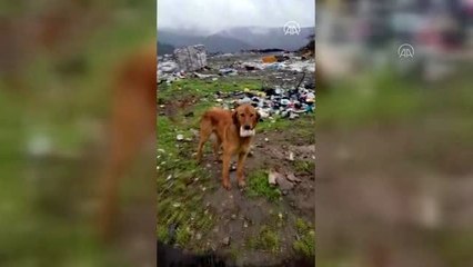 Çöplüğün "Miço"suna Her Eve Bir Pati Derneği üyeleri sahip çıktı