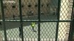Коронавирус как шанс на свободу: из европейских тюрем выпускают заключенных