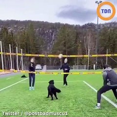 Ce chien joue au volleyball comme un vrai professionnel