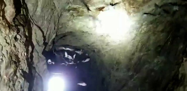 Man Encounters Colony of Bats During Mineshaft Exploration
