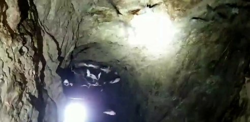 Man Encounters Colony of Bats During Mineshaft Exploration