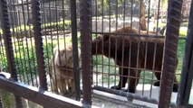 Yavru boz ayılar Tarsus Doğa Parkı'nın maskotu oldu