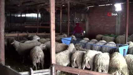 Koronayı bahane eden aracılar, kuzuyu ucuza alıp pahalı satıyor