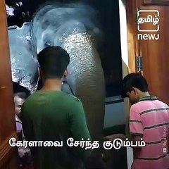 Meet The Kerala Family That Feed Elephants Daily