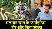 Salman Khan's  Panvel Farmhouse Found A King Cobra And Tiger