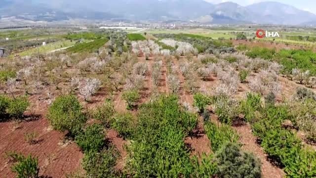 Manisa'da sezonun ilk kiraz hasadı yapıldı....Kilogramı 400 liradan satıldı