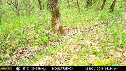 vidéo chevreuil 8 avril 2020