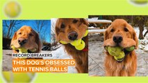This dog's got skills when it comes to stuffing tennis balls in his mouth