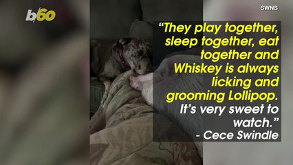 Hamming It Up! Video Shows Dog & Pig Make Quite the Cute Lockdown Couple!