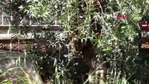 ANTALYA Zeytin ağacındaki arı kolonisi, kovana konuldu