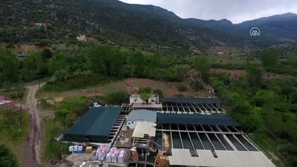 Mut'ta alabalık üretimi 250 tona çıkarıldı