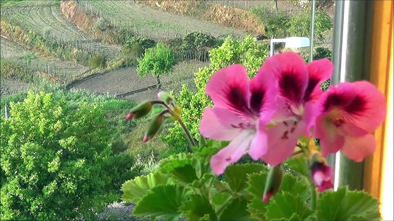 Diário5 da Quarentena, Covilhã de 10 a 16-4-2020