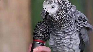 Talking Parrot