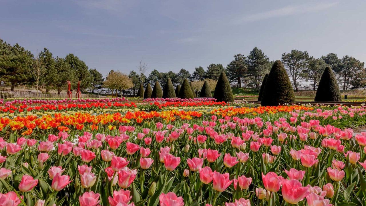 See the Most Colorful Tulip Fields in the Nethe...