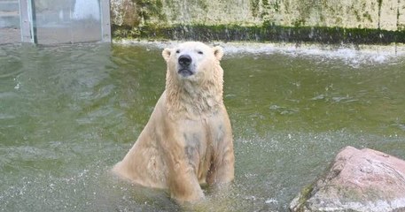Covid-19 : un zoo allemand prévoit de tuer ses animaux pour en nourrir d'autres
