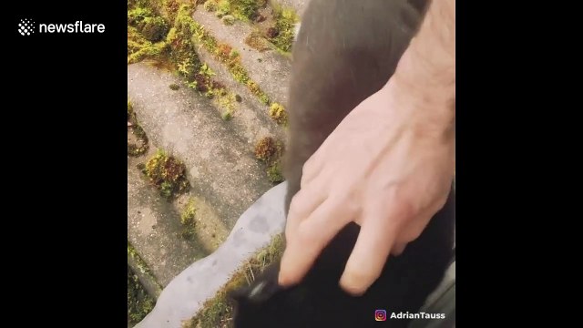 Determined cat adopts UK family and refuses to leave their home