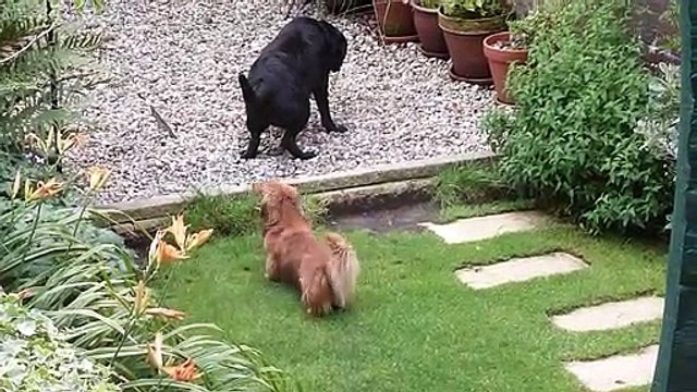 Something lurking in the undergrowth.