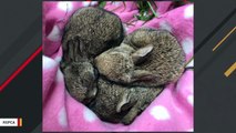 Rescued Rabbits Curl Into Heart Shape