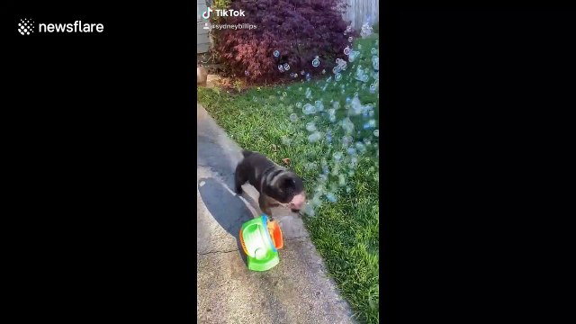 'Happy bubble pups'! Puppies in Washington enjoy a day full of bubbles