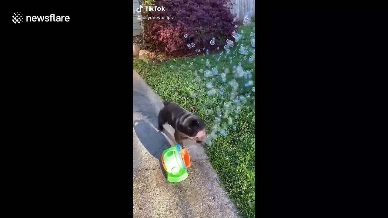'Happy bubble pups'! Puppies in Washington enjoy a day full of bubbles