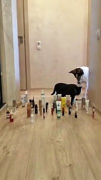 Chats et Chiens, la différence de délicatesse..