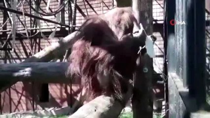 - Polonya'da maske takma zorunluluğuna orangutan Raja'dan destek